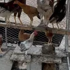 خيبر الجنوب