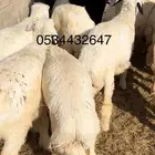 ذبايح-طليان-تيوس -ذبح وتوصيل-1050-1350-