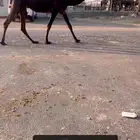 للبيع لقيه كفو