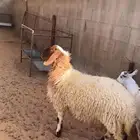 للبيع رخال عدد 2 مغلقه
