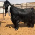 تيس فحل عارضي صنف خصممم تم البيع