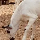 مشروع بيشي صنف الصنف