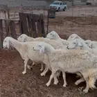 ( تم البيع ) ضان حريات مراح واحد