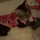 قطط للتبني