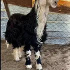 خروف نجدي مشروع فحل فاخر