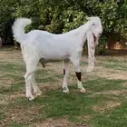 عرض بيع تيس جذع فاخر ابرص