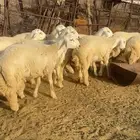 طليان جبره