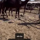 للبيع عجوم زيان