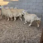 سبع رخال مقفلات شحم ونظاف العمر فوق سبع شهور الموقع املج