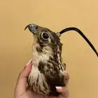 توفرت صقور تعليقات للسياره