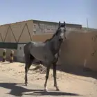 حصان واهو