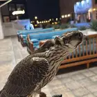 شاهين