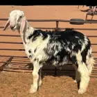 خروف نجدي مشروع فحل