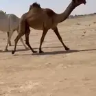 للبيع بكره لقيه دبيانيه وعلى جميع الشروط