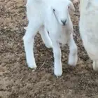 دا غور للبيع حري رخل