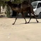 بكره مجهم ابيها من عيال وحيدان سلم العذاريب