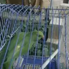 انثى درة جاهزة للانتاج