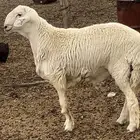 طلي صنف جذع
