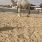 للبيع وضح ابكير لقح طيبه جدااا