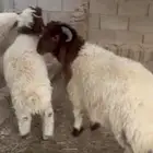للبيع