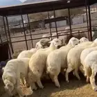 طليان جبره