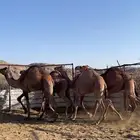 عندي قعدان كفو