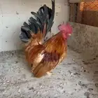 ديك جبانيز باتنام ذيل مفتوح