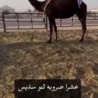 للبيع عشاير بكر ورباع ضرايب