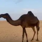 القحه في 10شهور
