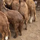 سواكني تربيه بسعار مناسبه للجميع