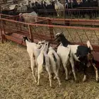 خميس مشيط القاعه