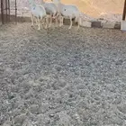 شوهات للبيع