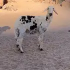 رخله للبيع عمرها من 7شهور الى 9 شهور الحاله وسط