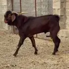 فحل ادهم مطور كفو وحااار