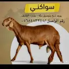 سواكني حمري تربيه