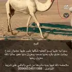 للبيع ذلول سودانيه طيبه   ضروبه