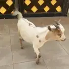 تيس قزم بيورر