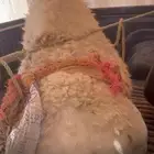 قعود سمين وطيب