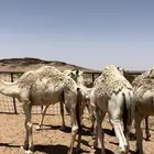 للبيع الحشو 7 مفايد
