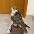 طير مفقود في خميس مشيط جهت المجلبه وحي الراقي