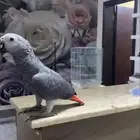 كاسكو