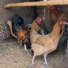 للبيع دجاجتين وديكين شرط القريع لايجي الصامل الموقع النبك