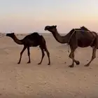 ناقة مجهم عشرا يتبعها قعود