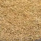 حب شعير