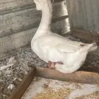 ذكر وز روسي