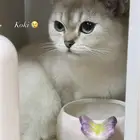 قطه للتزاوج