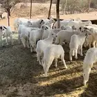 بهم للبيع
