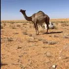 ضروبه شعلاء