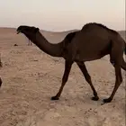 قعود فحل