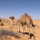 ناقه عمانيه معشر له 4 شهور من جمل اوضح طيب المعروض في الصور